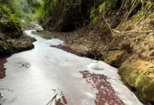 Alerta ambiental: mancha rosa atinge córrego em Professor Jamil e causa mortandade de peixes