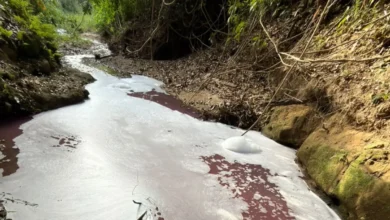 Alerta ambiental: mancha rosa atinge córrego em Professor Jamil e causa mortandade de peixes