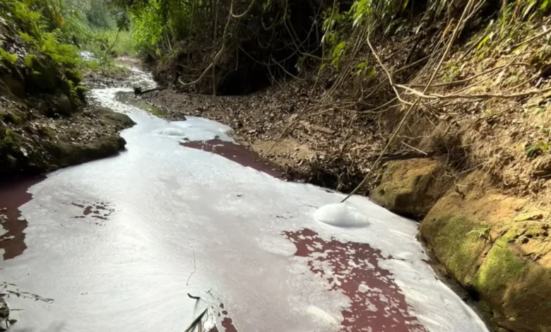 Alerta ambiental: mancha rosa atinge córrego em Professor Jamil e causa mortandade de peixes
