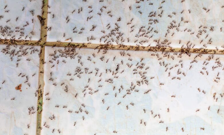 Como eliminar formigas de casa usando a estratégia dos 4 as