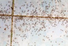 Como eliminar formigas de casa usando a estratégia dos 4 as