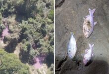 Contaminação em Professor Jamil: peixes mortos após carga química atingir córrego na Br-153