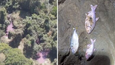 Contaminação em Professor Jamil: peixes mortos após carga química atingir córrego na Br-153