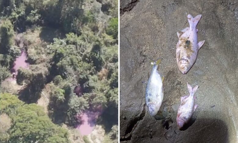 Contaminação em Professor Jamil: peixes mortos após carga química atingir córrego na Br-153