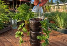 Hortelã em casa: aprenda a técnica da garrafa para cultivar a erva em qualquer espaço