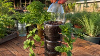 Hortelã em casa: aprenda a técnica da garrafa para cultivar a erva em qualquer espaço