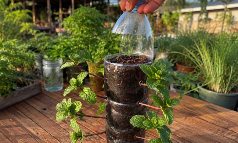 Hortelã em casa: aprenda a técnica da garrafa para cultivar a erva em qualquer espaço