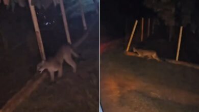 Onça-parda invade quintal de fazenda em Goiás e altera rotina de moradores