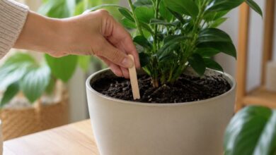 O segredo dos jardineiros: como um palito de picolé garante a rega ideal para suas plantas