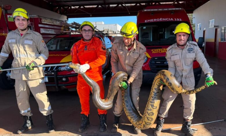 Corpo de Bombeiros resgata sucuri de quatro metros em área urbana de Quirinópolis