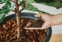 Descubra como o fertilizante caseiro de 'ouro verde' pode reviver suas plantas