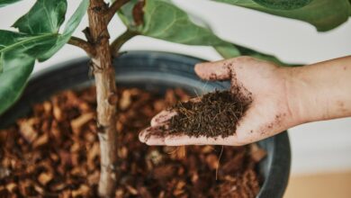 Descubra como o fertilizante caseiro de 'ouro verde' pode reviver suas plantas