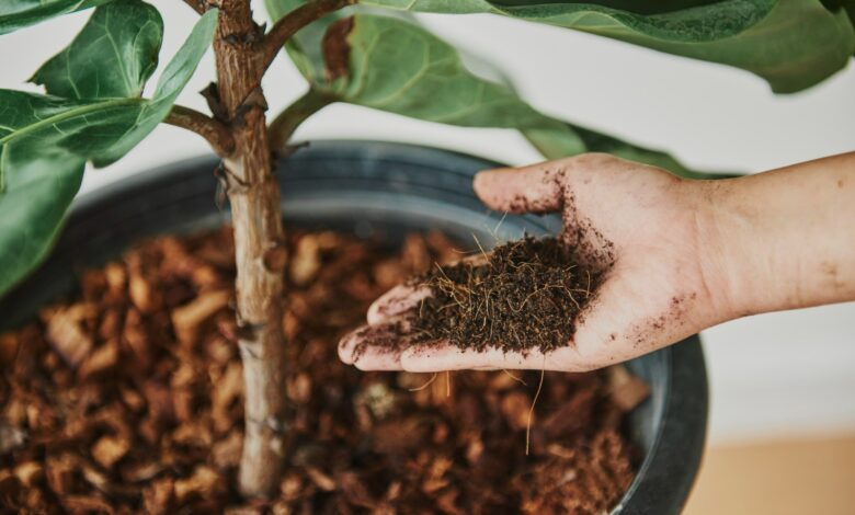 Descubra como o fertilizante caseiro de 'ouro verde' pode reviver suas plantas