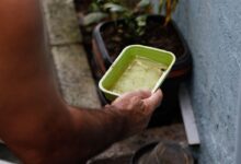 El Niño ameaça elevar casos de dengue e chikungunya no Brasil em 2027