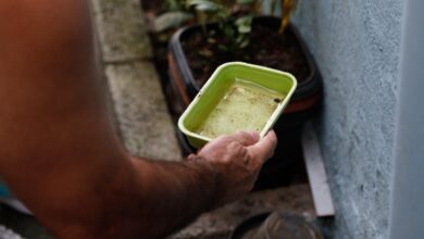 El Niño ameaça elevar casos de dengue e chikungunya no Brasil em 2027