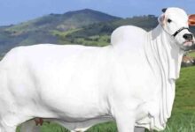 Vaca Nelore brasileira alcança valor recorde de R$ 54 milhões no mercado global