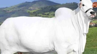 Vaca Nelore brasileira alcança valor recorde de R$ 54 milhões no mercado global