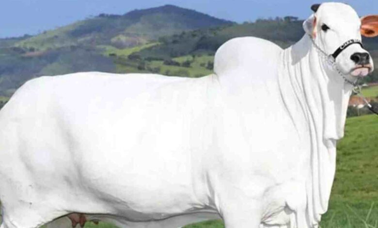 Vaca Nelore brasileira alcança valor recorde de R$ 54 milhões no mercado global