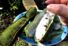 Ingá: a fruta nativa de crescimento rápido e sabor de algodão-doce para pequenos quintais
