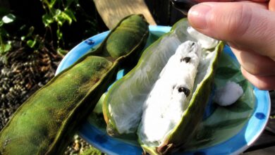 Ingá: a fruta nativa de crescimento rápido e sabor de algodão-doce para pequenos quintais