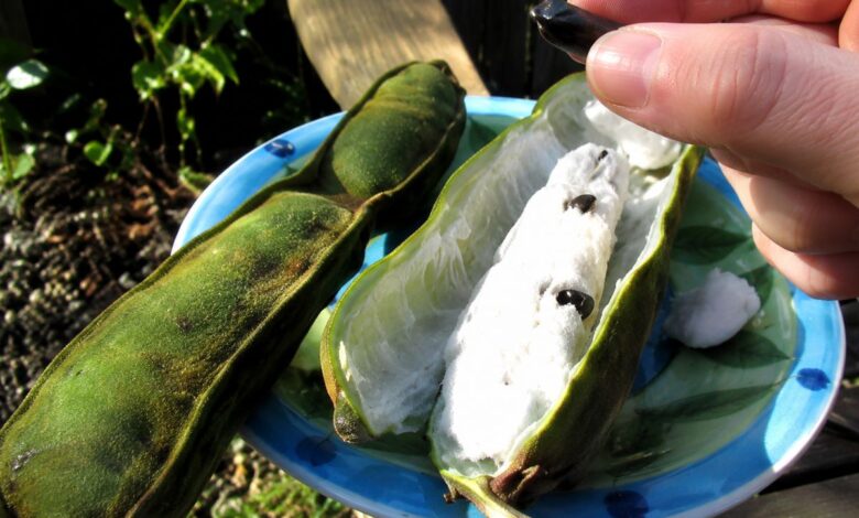 Ingá: a fruta nativa de crescimento rápido e sabor de algodão-doce para pequenos quintais