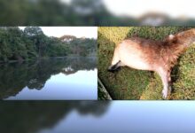 Investigação apura morte de capivaras no lago do Jardim Botânico de Goiânia