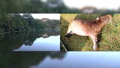 Investigação apura morte de capivaras no lago do Jardim Botânico de Goiânia
