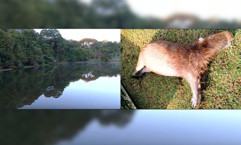 Investigação apura morte de capivaras no lago do Jardim Botânico de Goiânia