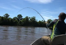 Jaú de 68 quilos é fisgado no Rio Acre e fotos do peixe gigante impressionam