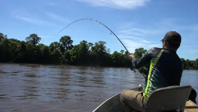 Jaú de 68 quilos é fisgado no Rio Acre e fotos do peixe gigante impressionam