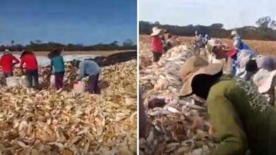 Resgate em Goiás: mais de 50 trabalhadores libertados de condições análogas à escravidão