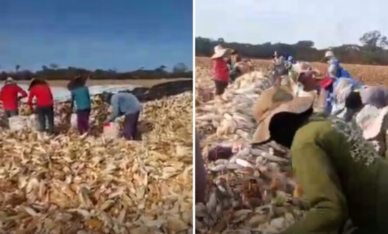 Resgate em Goiás: mais de 50 trabalhadores libertados de condições análogas à escravidão