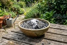 Sal grosso e cinzas de madeira nas plantas: os riscos e a eficácia real da mistura caseira