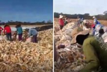 Trabalho análogo à escravidão: resgate em Goiás expõe condições degradantes para 55 trabalhadores
