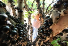 Abertura antecipada: Fazenda Jabuticabal recebe público para colheita de jabuticabas em agosto
