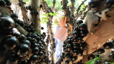 Abertura antecipada: Fazenda Jabuticabal recebe público para colheita de jabuticabas em agosto