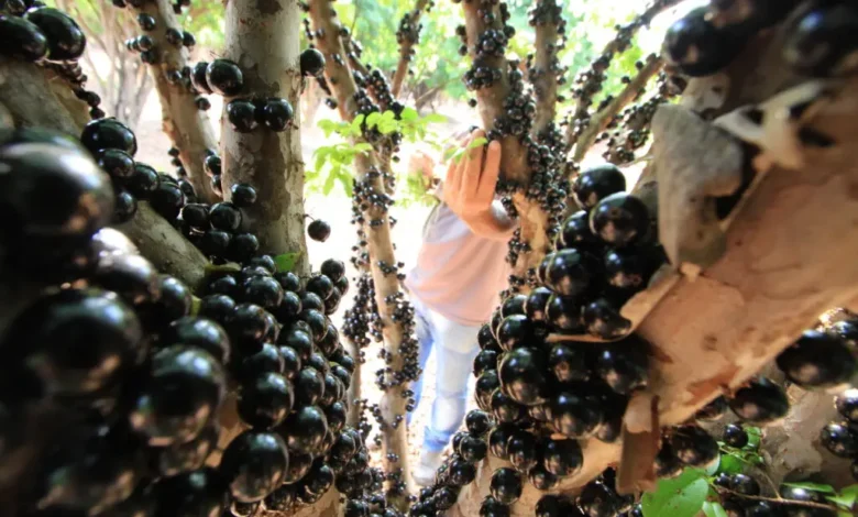 Abertura antecipada: Fazenda Jabuticabal recebe público para colheita de jabuticabas em agosto