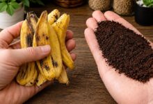 Adubo orgânico: como casca de banana e borra de café transformam seu jardim