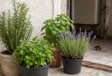Afastar roedores de casa: dedetizadores revelam o poder das plantas aromáticas na prevenção