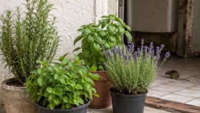Afastar roedores de casa: dedetizadores revelam o poder das plantas aromáticas na prevenção