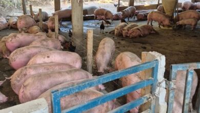 Agrodefesa interdita abatedouro ilegal em Rialma com 86 suínos e aplica multa superior a R$ 12 mil