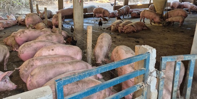 Agrodefesa interdita abatedouro ilegal em Rialma com 86 suínos e aplica multa superior a R$ 12 mil