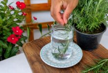 Alecrim e água no quarto: a tradição natural que promete bem-estar e frescor ao ambiente