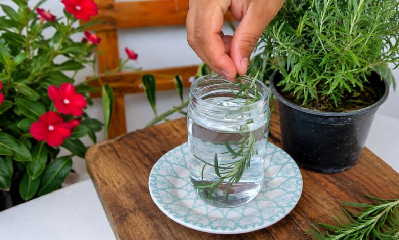 Alecrim e água no quarto: a tradição natural que promete bem-estar e frescor ao ambiente