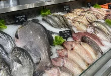 Ameaça ao tambaqui: peixe popular no Brasil entra em lista de extinção e futuro da pesca é incerto