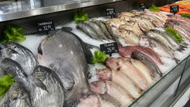 Ameaça ao tambaqui: peixe popular no Brasil entra em lista de extinção e futuro da pesca é incerto