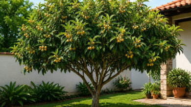 Ameixeira: a escolha ideal para quem busca sombra e frutos em quintais com piso
