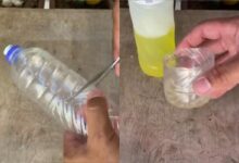 Armadilha caseira com vinagre ajuda a reduzir mosquitos em ambientes fechados