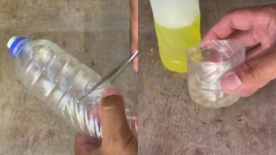 Armadilha caseira com vinagre ajuda a reduzir mosquitos em ambientes fechados