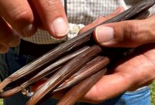 Baunilha do Cerrado vira aposta de alto valor para produtores rurais em Goiás